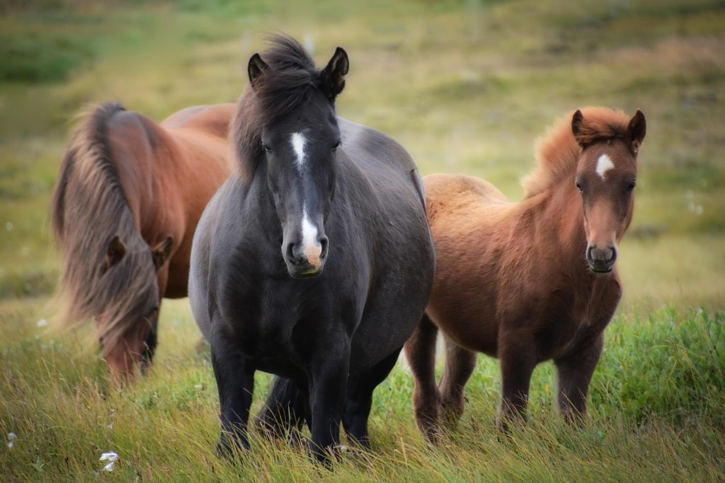 iceland, icelandic horse, horses, flock, foal, mare, wild horses, equines, field, meadow, pasture, grass, grasslands, nature, outdoors, animals, animal world, iceland, horses, horses, horses, horses, horses
