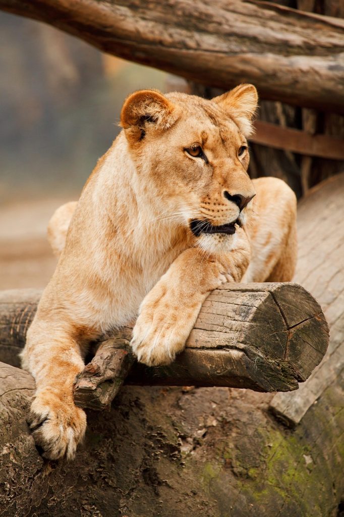 lion, animal, zoo, mammal, lioness, big cat, wild animal, hunter, predator, wildlife, fauna, wilderness, nature, safari, lion, lion, lion, lion, lion, lioness