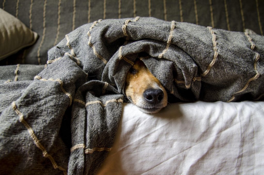 dogs, animals, nature, dog, pets, pet, animal, mammals