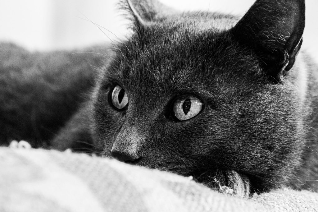 animal, cat, animaux, domestique, pet, portrait de chat, des animaux, nature, chat, animal de compagnie, gray talking