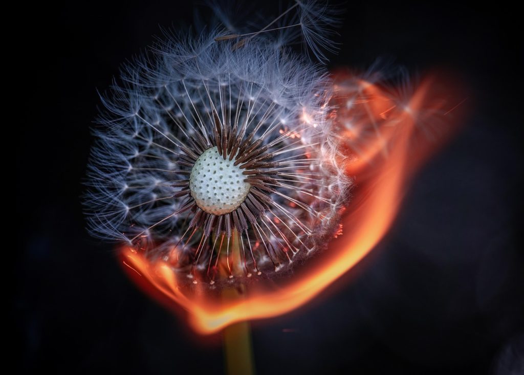 dandelion, flower, fire, burn, flower wallpaper, burning, flame, nature, flower background, stunning, outdoors, beautiful flowers, macro, plant