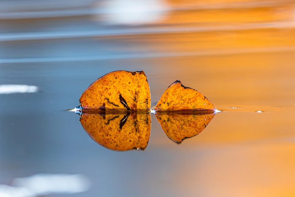 leaf, nature, autumn, water, reflection, mirroring, sunset, outdoors, yellow, blue