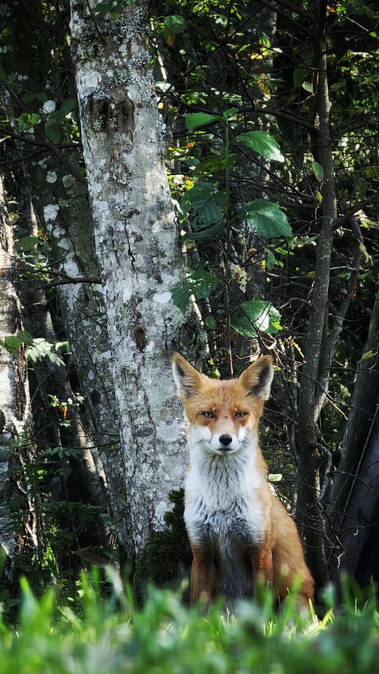 A curious red fox sits alertly in a lush forest, surrounded by trees and greenery.